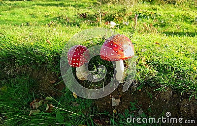 The Fly Agaric,Â Amanita muscaria, is a hallucinogen and must be considered poisonous Stock Photo